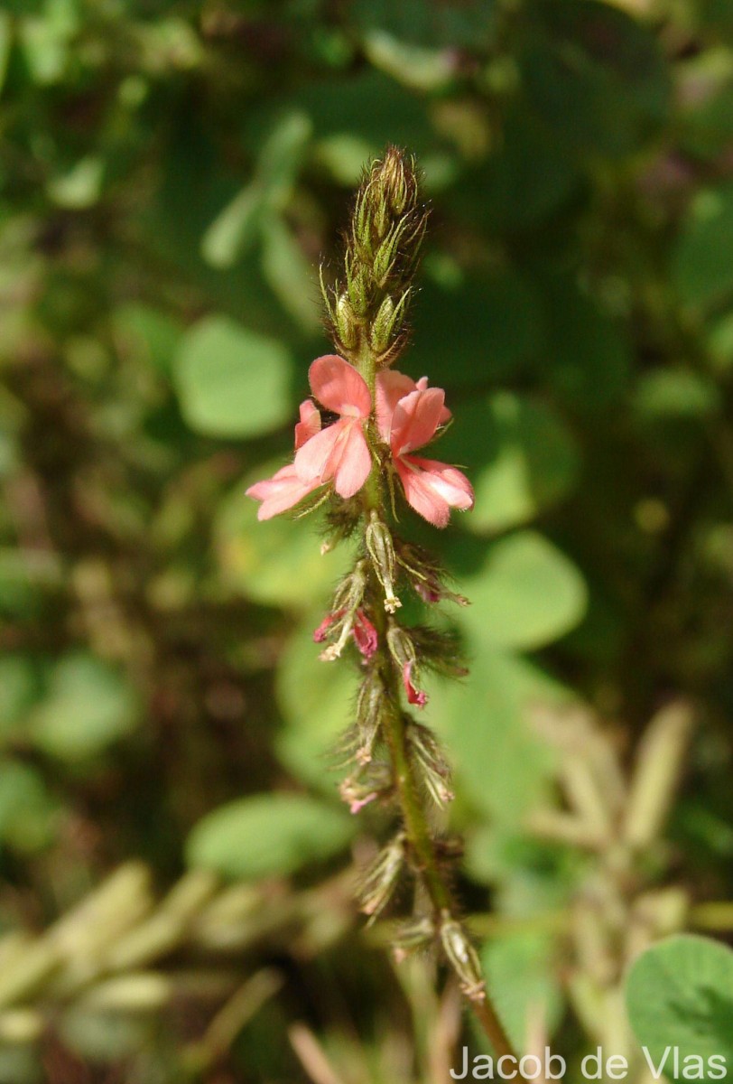 Indigofera hirsuta L.